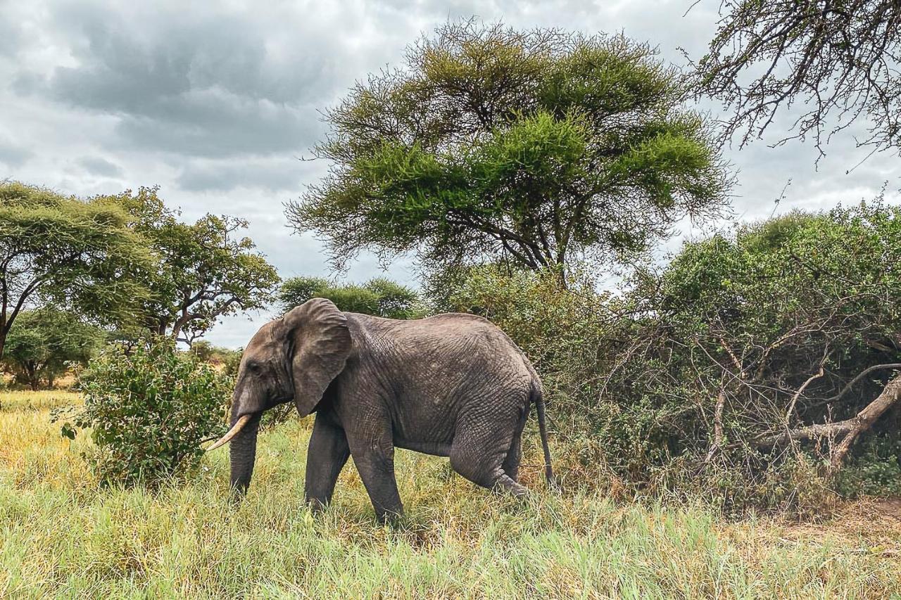 Foresight Eco Lodge & Safari カラトゥ エクステリア 写真